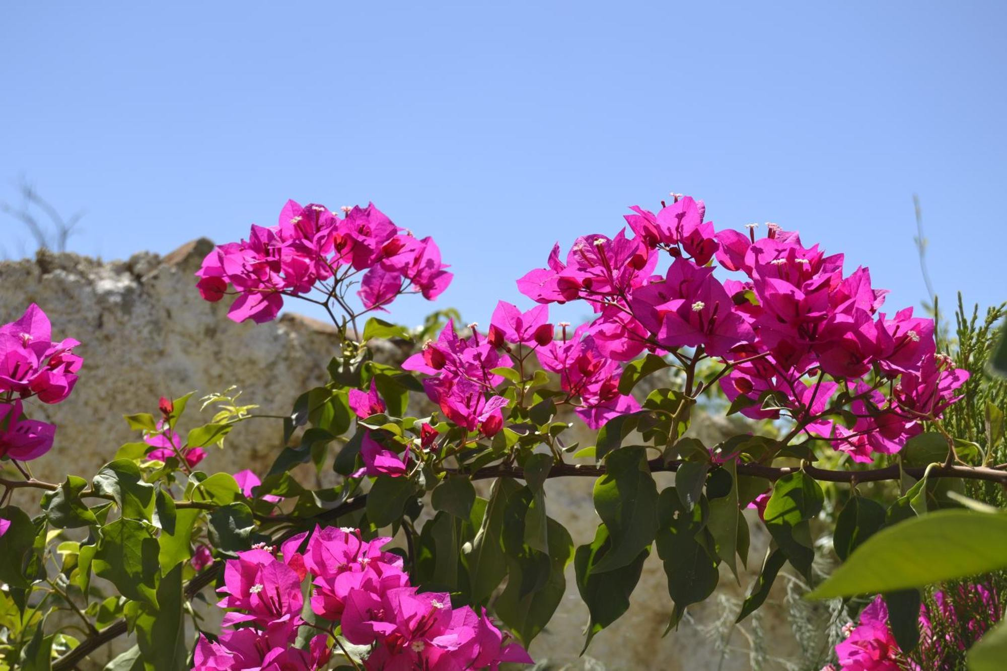 Casa Rural Tita Sacramento Hornachos エクステリア 写真